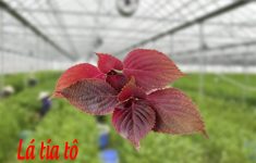 Cách chữa cảm cúm cho bà bầu bằng lá tía tô