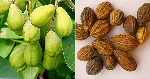 Quả kha tử trị ho cho bà bầu hiệu quả, không phải ai cũng biết