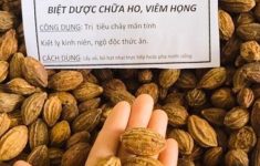 Quả kha tử trị ho cho bà bầu hiệu quả, không phải ai cũng biết
