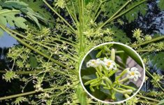 Mẹo dùng hoa đu đủ đực chữa viêm họng cho trẻ, ít ai biết