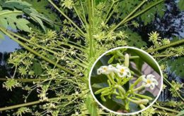 Mẹo dùng hoa đu đủ đực chữa viêm họng cho trẻ, ít ai biết