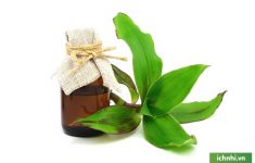 Kết hợp cây lược vàng và giấm chuối chữa viêm họng