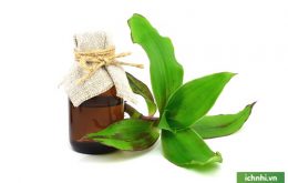 Kết hợp cây lược vàng và giấm chuối chữa viêm họng