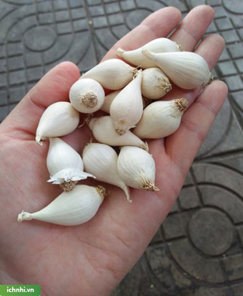 Cụ thể cách tự làm dầu tỏi trị ho cho trẻ ngay tại nhà