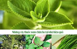 Tiết lộ những cây thuốc nam chữa ho tại nhà đơn giản, hiệu quả