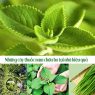 Tiết lộ những cây thuốc nam chữa ho tại nhà đơn giản, hiệu quả