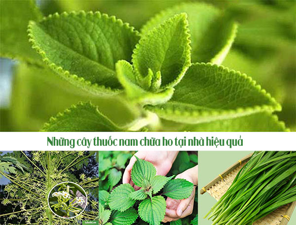 Tiết lộ những cây thuốc nam chữa ho tại nhà đơn giản, hiệu quả