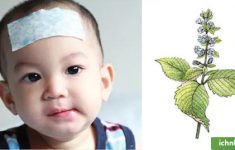 Một số bài thuốc hạ sốt cho trẻ bằng lá tía tô